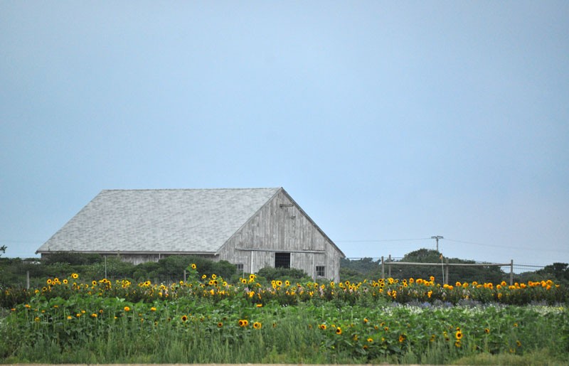 Sunflowers and barn