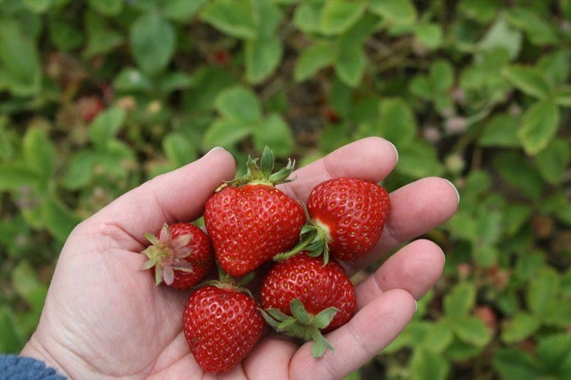 strawberry In hand