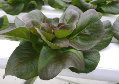 What in the world does hydroponic mean?