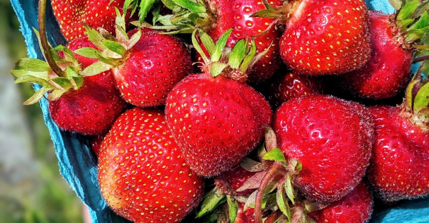 Bartlett's Farm, Nantucket A Family Owned Farm on Nantucket Island