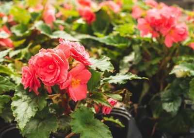 Summertime Planting Tips