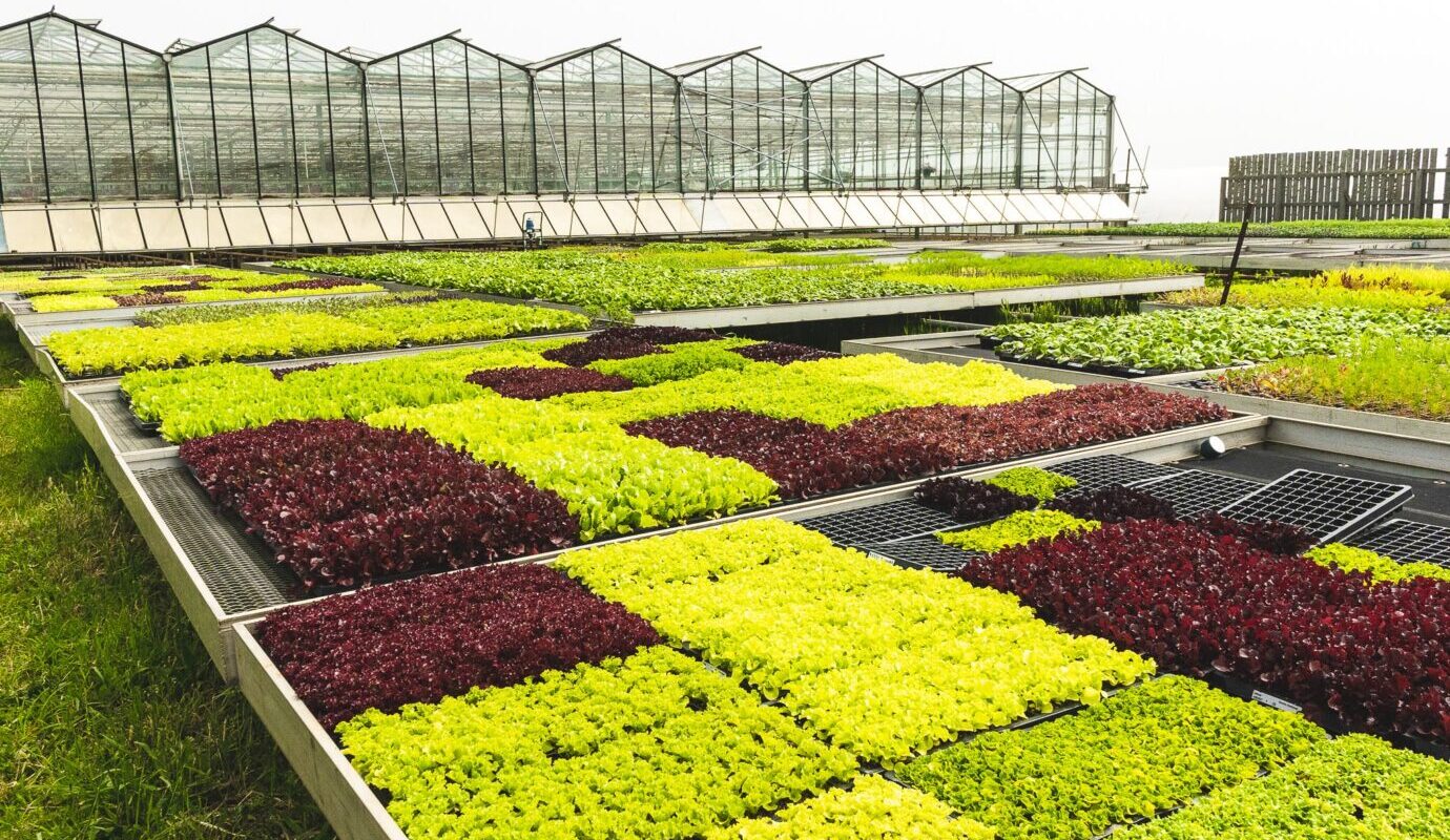 Bartlett's Farm, Nantucket A Family Owned Farm on Nantucket Island