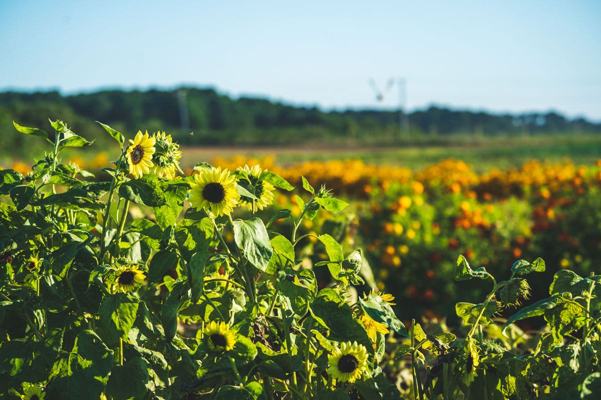 sunflower-field-late-summer