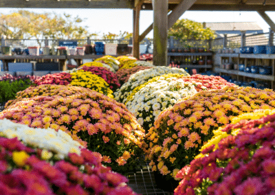 Fall Harvest – Farm Grown Mums