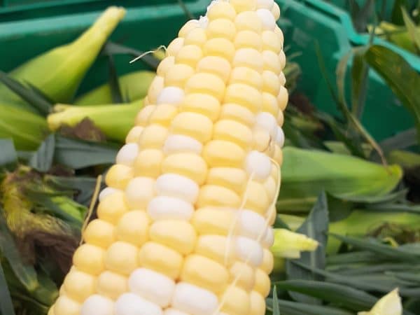 Farm Grown Corn